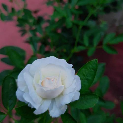  آخه از وقتی آقام رفت ماها درد می‌کشیدیم با ما